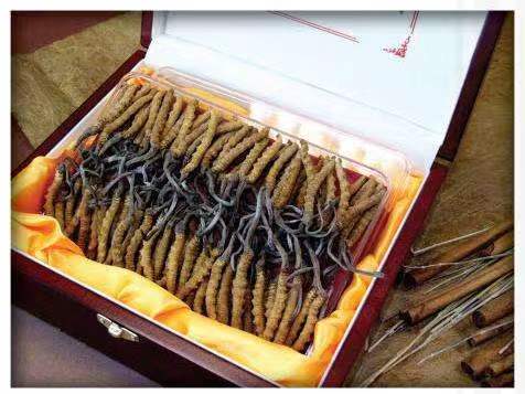 富宁冬虫夏草回收